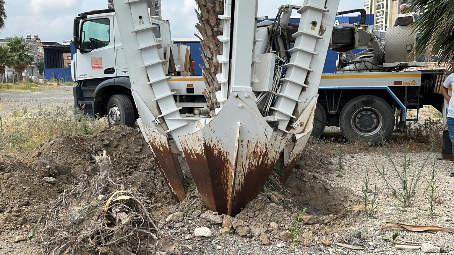 İskenderun Belediyesi, çevre düzenleme çalışmaları kapsamında sökülen palmiye ağaçlarını titizlikle yeni yerlerine dikerek yeşil dokuya olan hassasiyetini bir kez daha gösterdi.