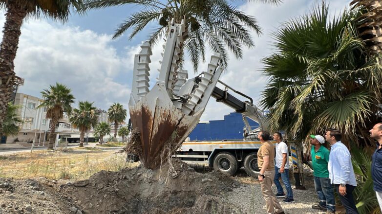 İskenderun Belediyesi, çevre düzenleme çalışmaları kapsamında sökülen palmiye ağaçlarını titizlikle yeni yerlerine dikerek yeşil dokuya olan hassasiyetini bir kez daha gösterdi.