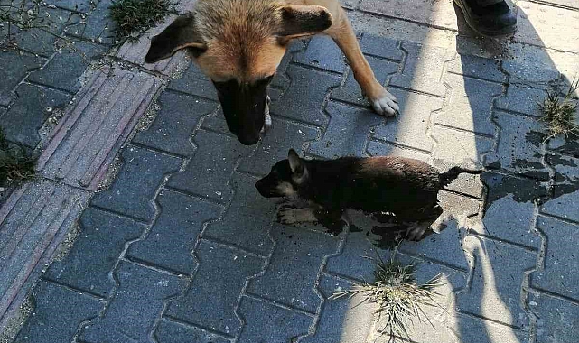 Rögara düşen köpeği itfaiye kurtardı