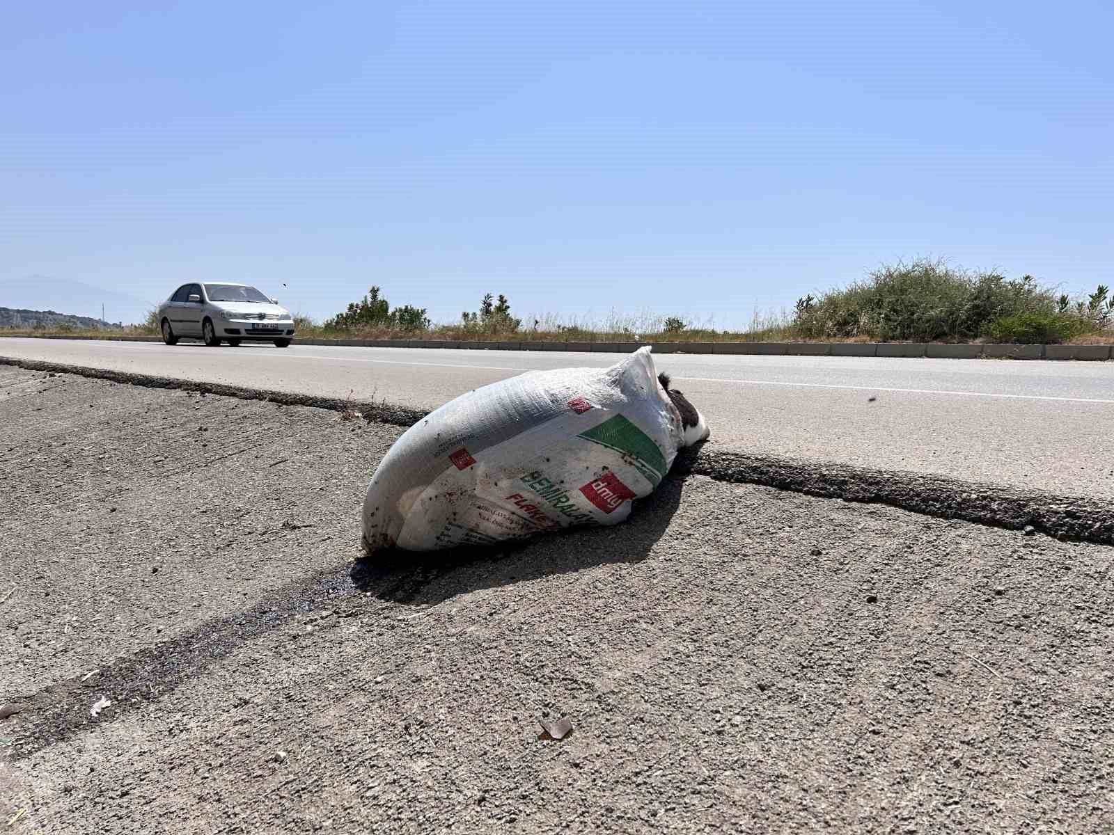 Telef olan buzağıyı çuvala koyup yol kenarına attılar