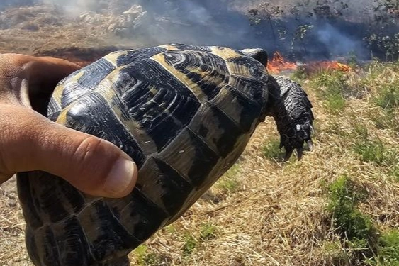 Anız yangınında mahsur kalan kaplumbağayı itfaiye kurtardı