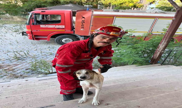 Antakya’da okul binasında mahsur kalan köpek kurtarıldı