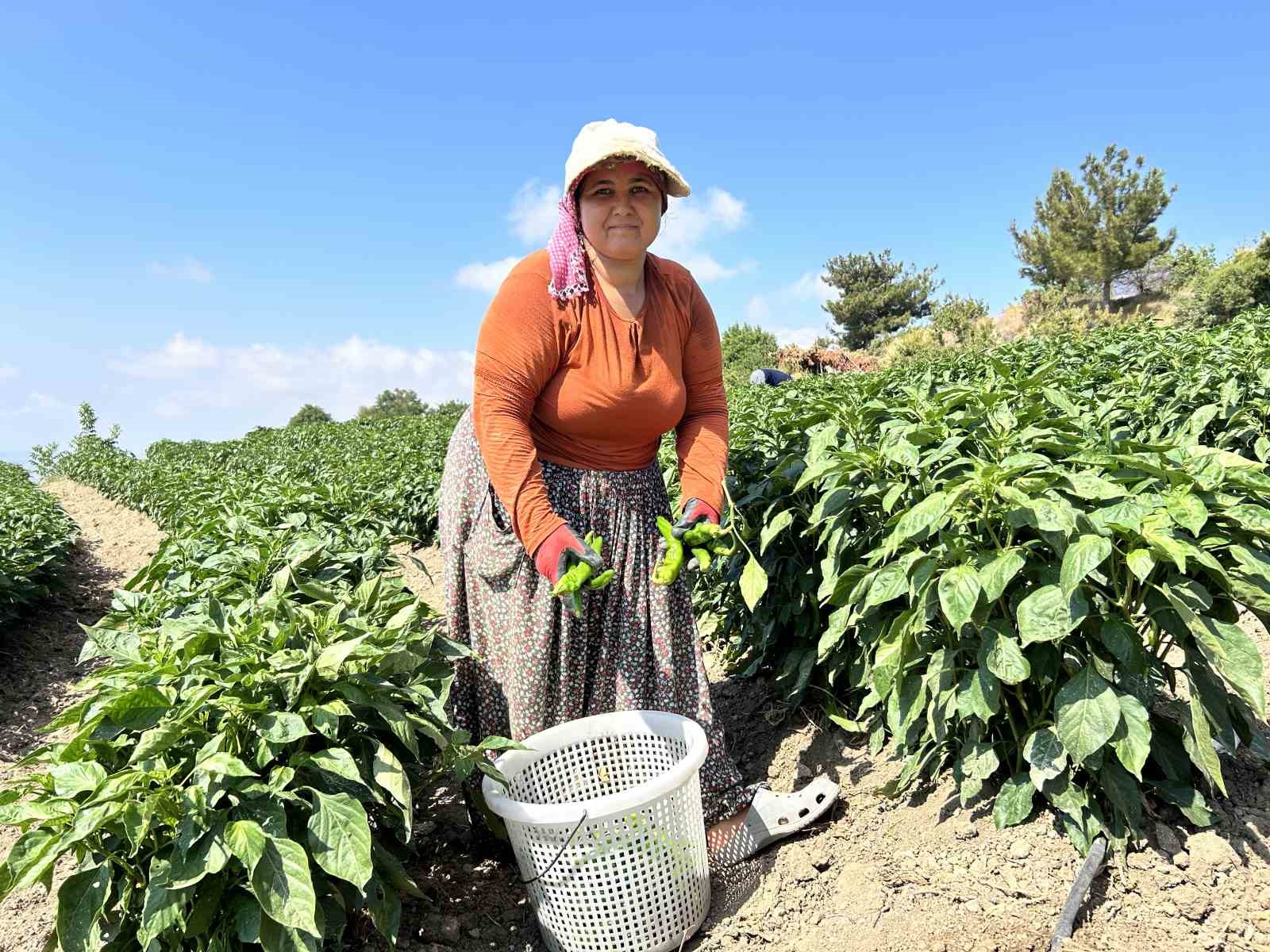 Bunaltıcı sıcakta acı hasat