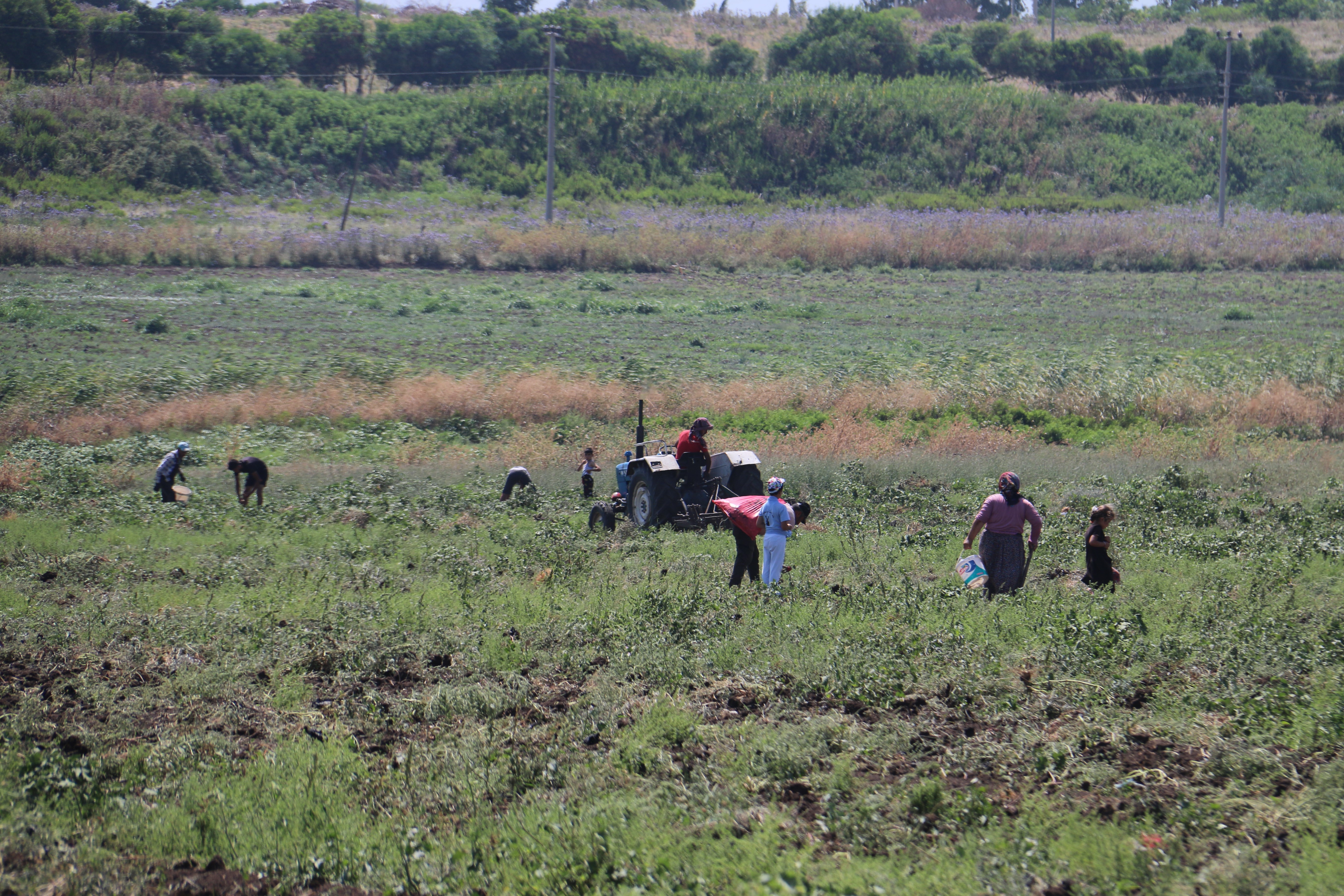 Hatay'da depremden etkilenen çiftçi, 350 dönüm patatesi market fiyatının çok altında satılmayınca bedavaya dağıtmaya karar verdi. Vatandaşlar tarlaya akın ederek ücretsiz patates topladı.