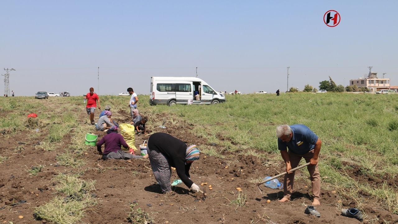 Depremzede Çiftçinin Muhteşem Jesti! 350 Dönüm Patatesi Bedavaya Dağıttı!