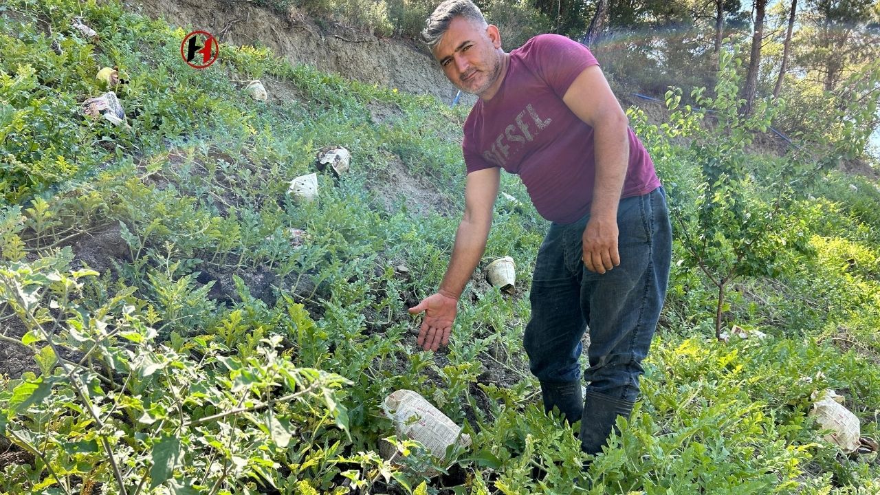 Hatay'da Sıcak Hava Karpuzları Tehdit Ediyor! Üreticiler Gazeteyle Çözüm Buldu