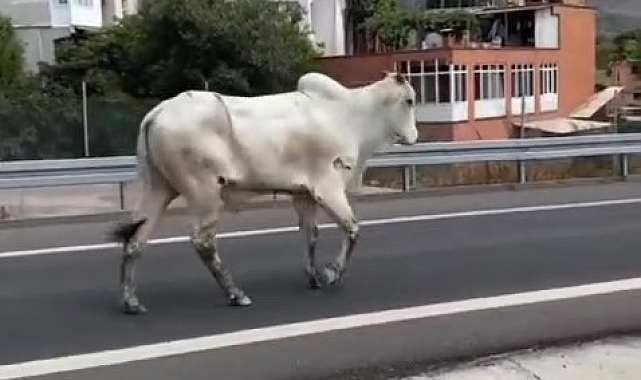 Tırdan kaçan angus paniğe neden oldu