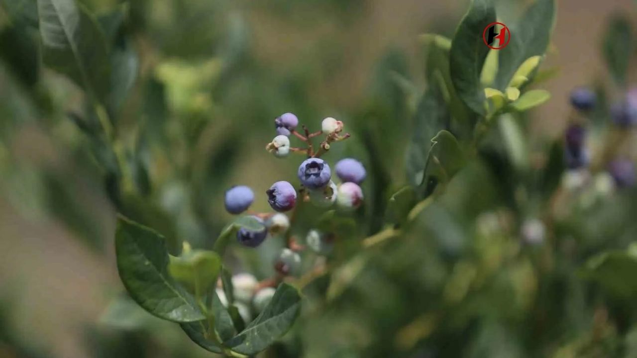 Yaban Mersini Hasadı Başladı: Kilo Fiyatı 300 Lira!