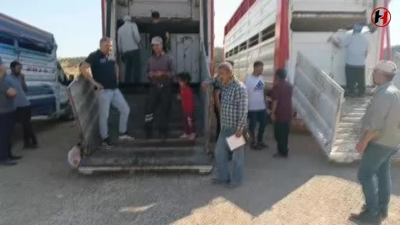 Adıyaman'da Süt Üretimi Patladı! 81 Gebe Düve Dağıtımıyla Büyük Proje Başladı