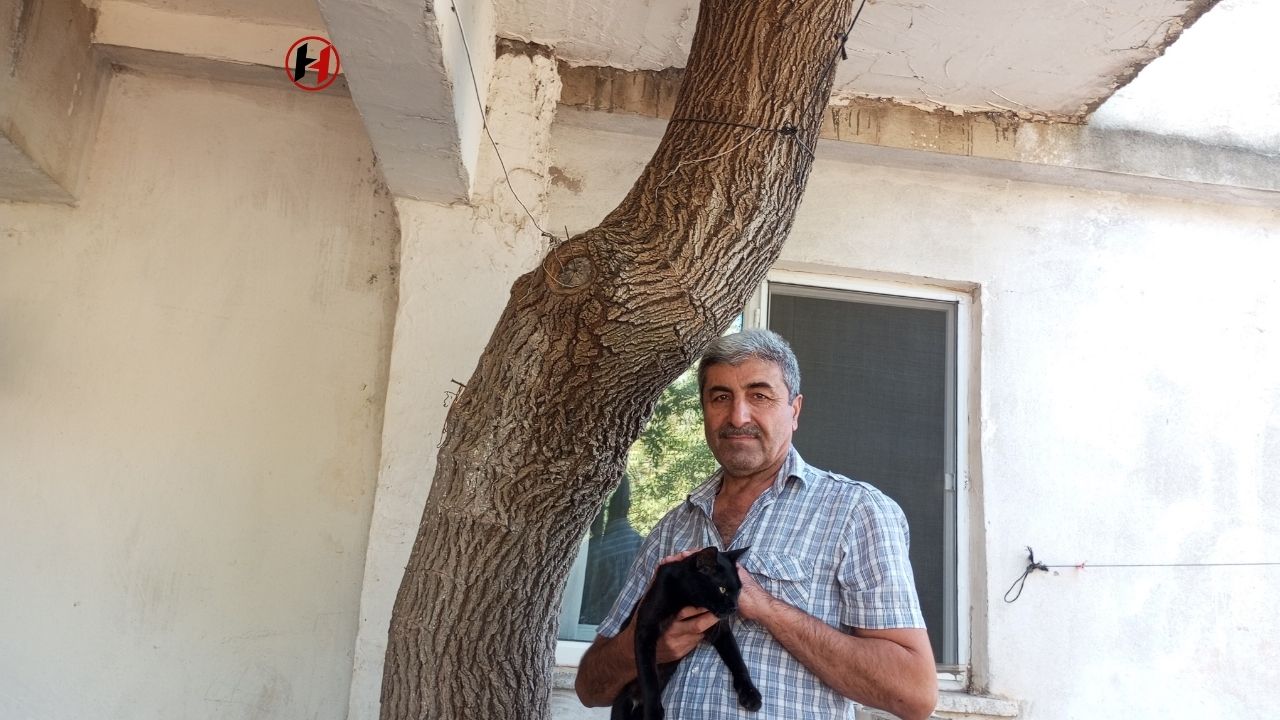 Baba Mirası Dut Ağacı, Kahramanmaraş'ta Bir Ev İçin Kalkan Oldu