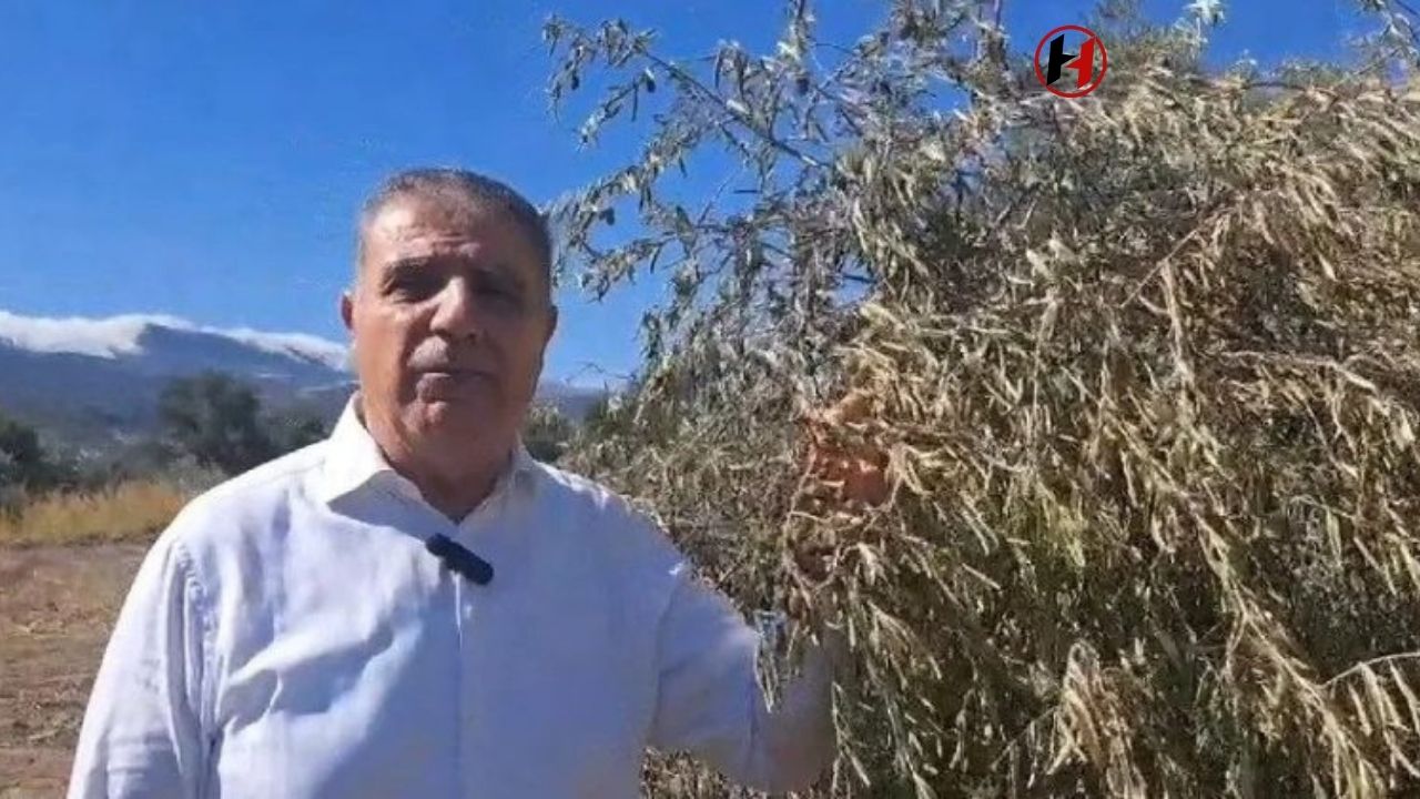 CHP'li Vekillerden Hatay'da Zeytinliklerin Sökülmesine Tepki: "Vicdan, Allah Korkusu Yok!"