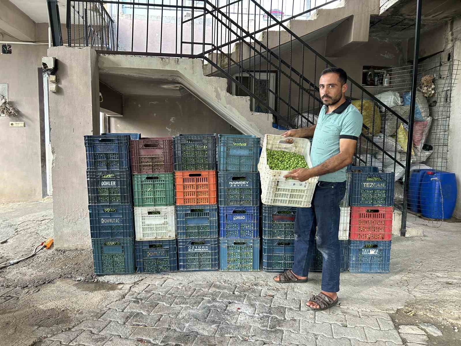 Deprem bölgesinde yüz güldüren hasat; sofralık zeytin kilogram fiyatı 70 TL’den alıcı buluyor