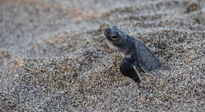 Doğu Akdeniz kıyılarında yapılan koruma çalışmaları sayesinde yeşil deniz kaplumbağası ve caretta caretta popülasyonlarında önemli artış gözlemlendi.