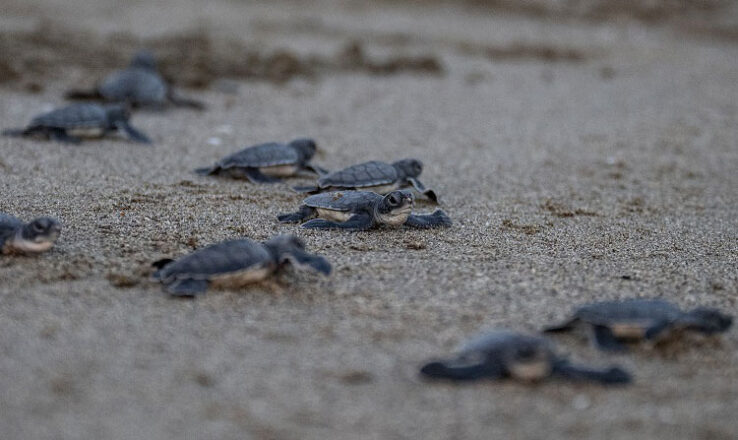 Doğu Akdeniz kıyılarında yapılan koruma çalışmaları sayesinde yeşil deniz kaplumbağası ve caretta caretta popülasyonlarında önemli artış gözlemlendi.