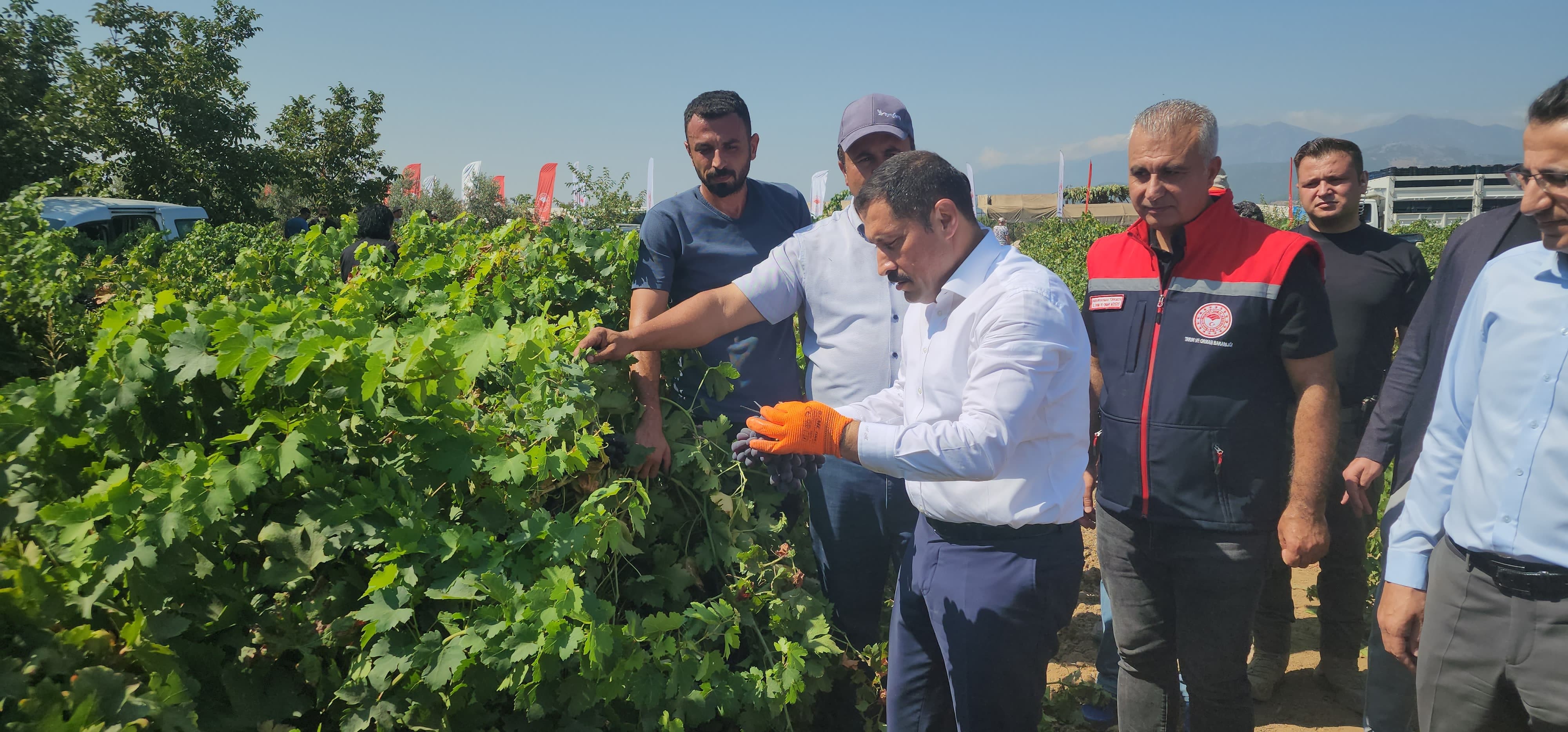 Hatay'ın Hassa ilçesindeki üzüm bağlarında hasat başladı. Yaklaşık 49 bin dekar alanda üretilen üzümden 98 bin ton rekolte bekleniyor.