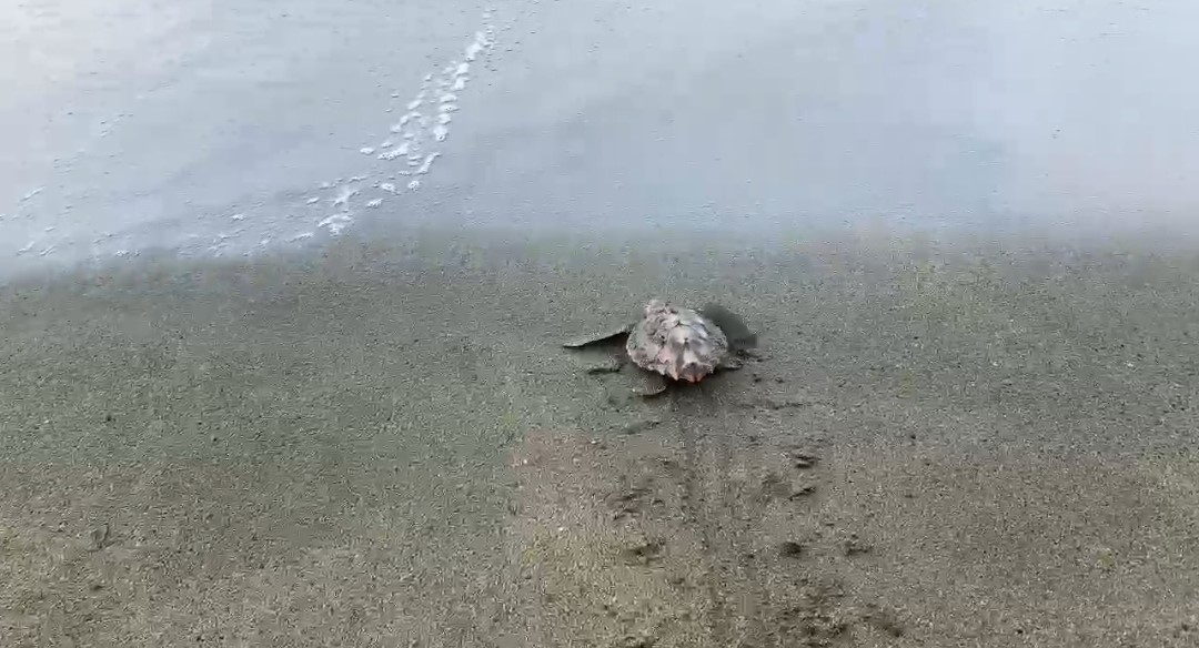 Hatay'da sahilde çuvala dolanmış halde bulunan caretta caretta yavrusu, cankurtaranların zamanında müdahalesiyle kurtarılarak denize bırakıldı.