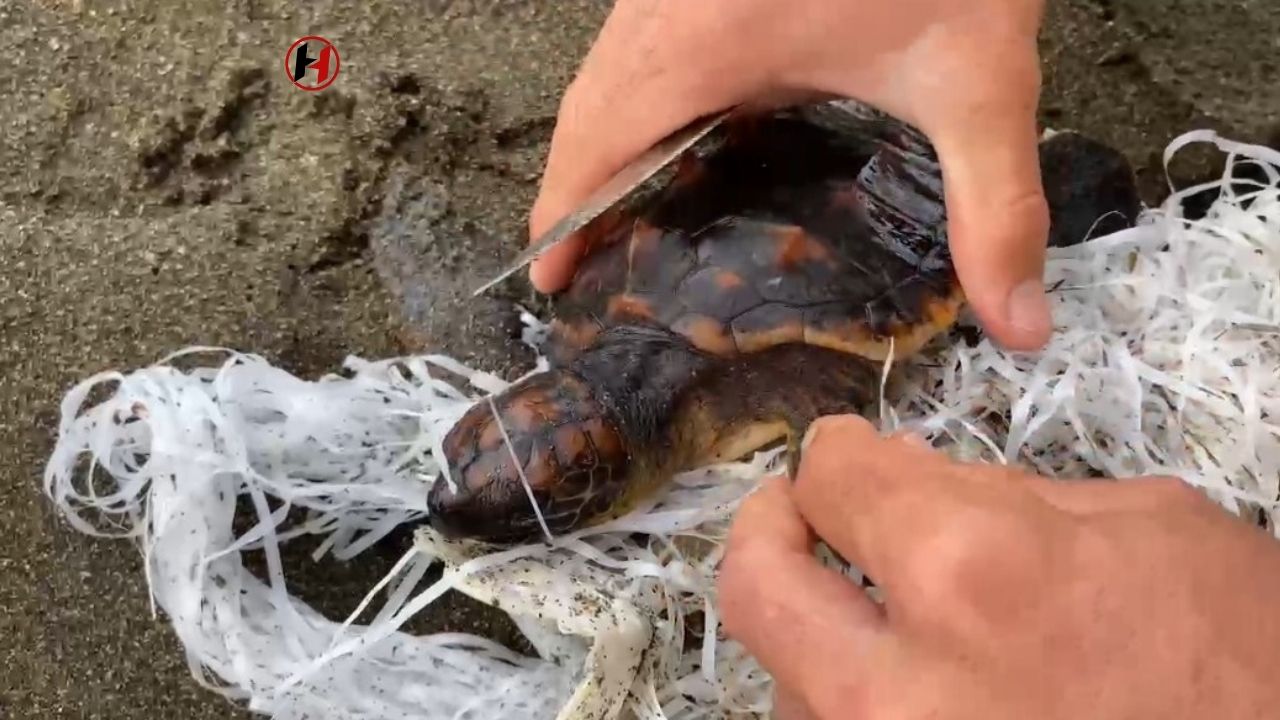 Hatay'da Caretta Caretta Yavrusu Ölümden Döndü!