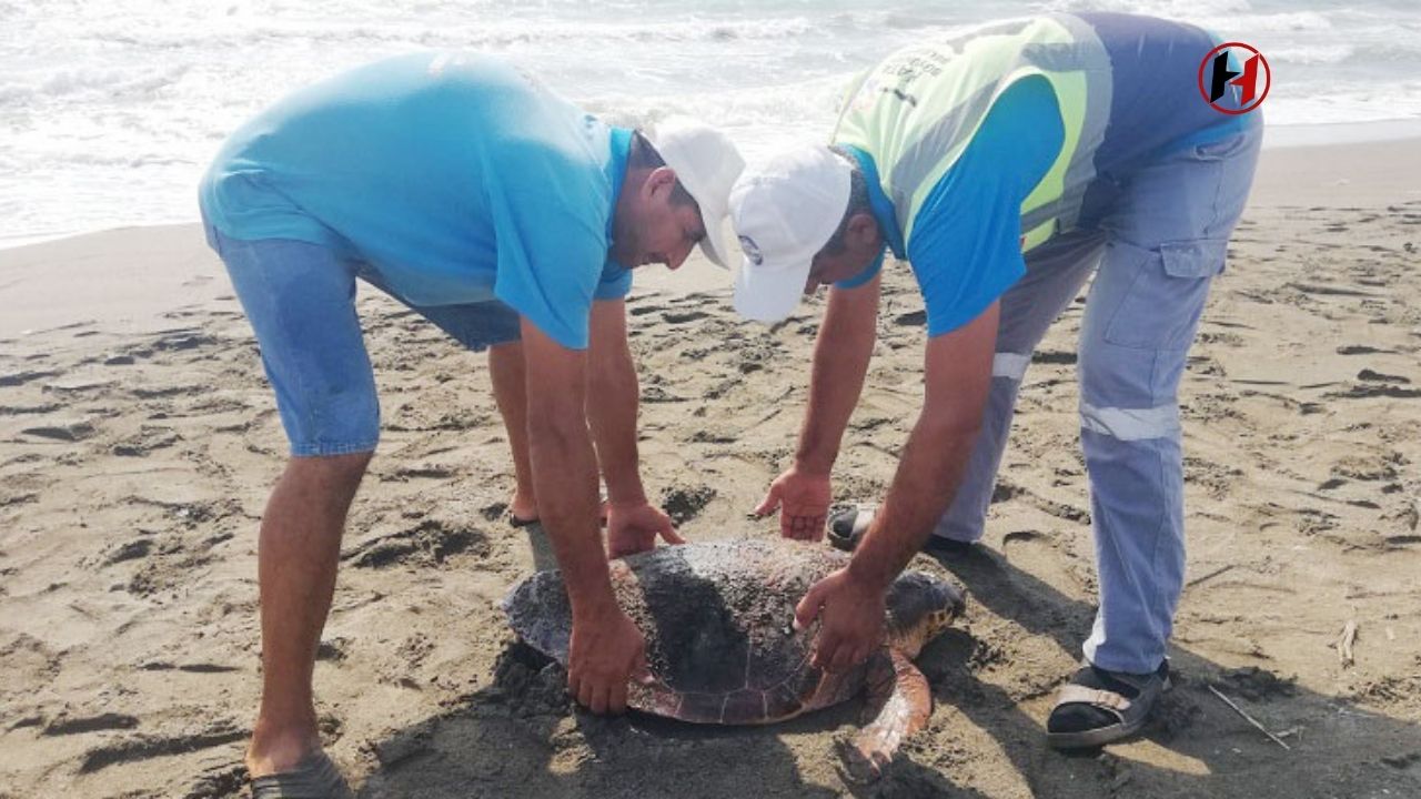 Samandağ'da Yaralı Caretta Caretta Kurtarıldı