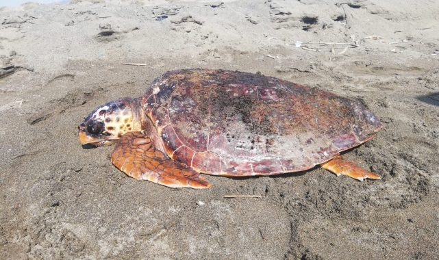 Yaralı caretta caretta tedavi altına alındı