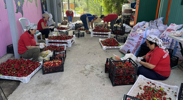 Hatay'da 6 Şubat depremlerinden etkilenen çiftçilere umut olan "Tarımsal Üretimde Onarıcı Dönüşüm Projesi" kapsamında, 120 çiftçiye onarıcı tarım eğitimi verildi.