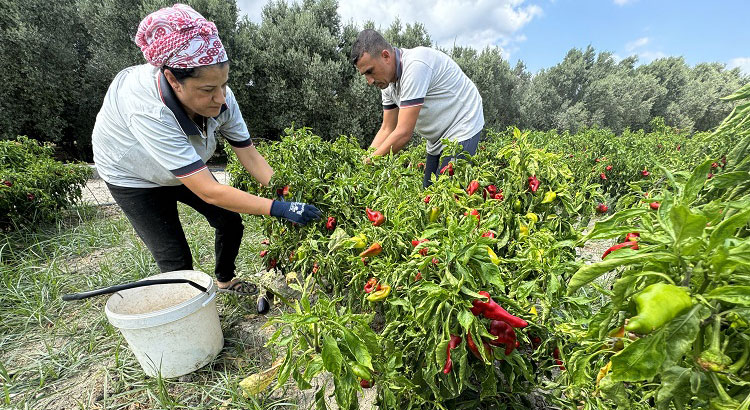 Hatay'da 6 Şubat depremlerinden etkilenen çiftçilere umut olan "Tarımsal Üretimde Onarıcı Dönüşüm Projesi" kapsamında, 120 çiftçiye onarıcı tarım eğitimi verildi.