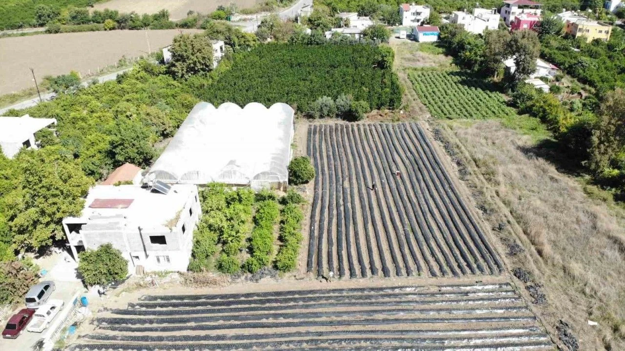 Yaraların sarıldığı Hatay'da  34 bin çilek fidesi toprakla buluştu