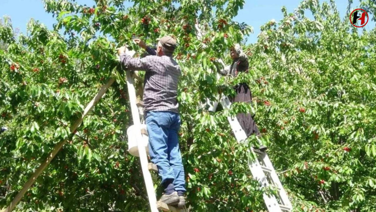 Ağrı Kesiciden Daha Etkili! Feke Kirazı Sağlığınıza İyi Gelecek