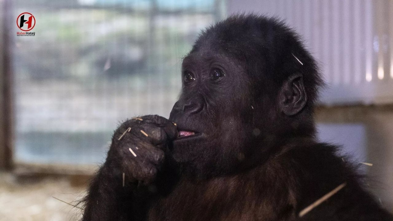 Havalimanındaki Mucize: Zeytin'in Yeni Yaşamı