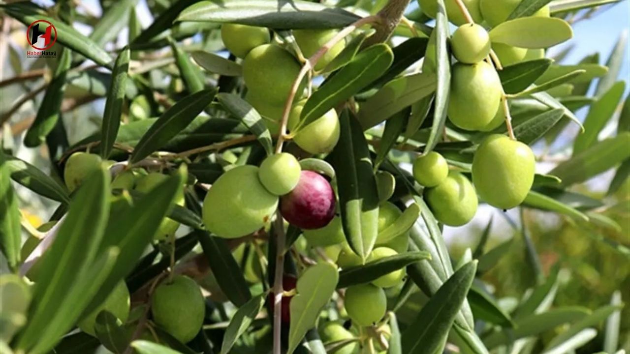 Türkiye'nin Sofralık Zeytin Haritası Değişiyor! İşte Yeni Veriler