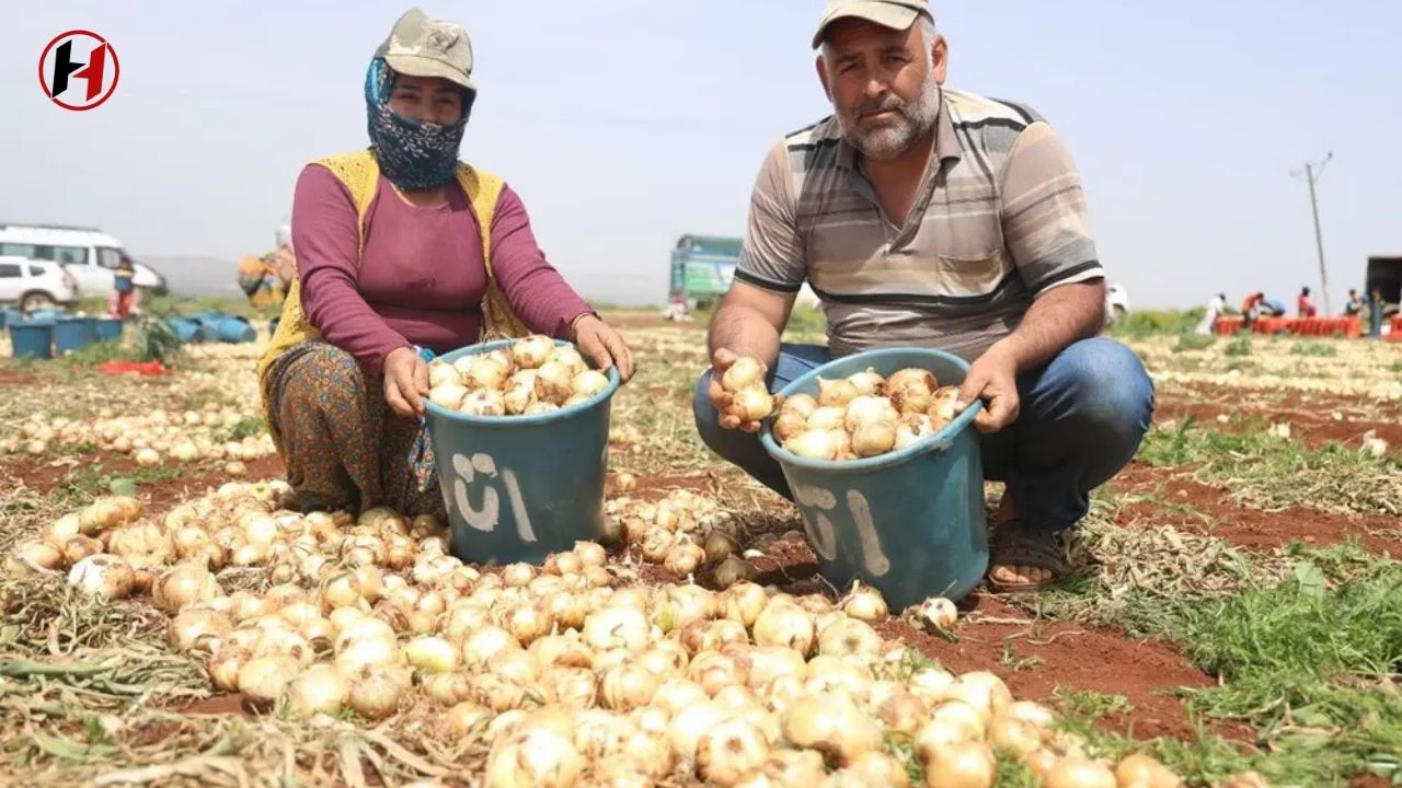 Amik Ovası'nda İlk Soğan Hasadı Başladı: Rekolte Yüksek, İhracat Umut Verici