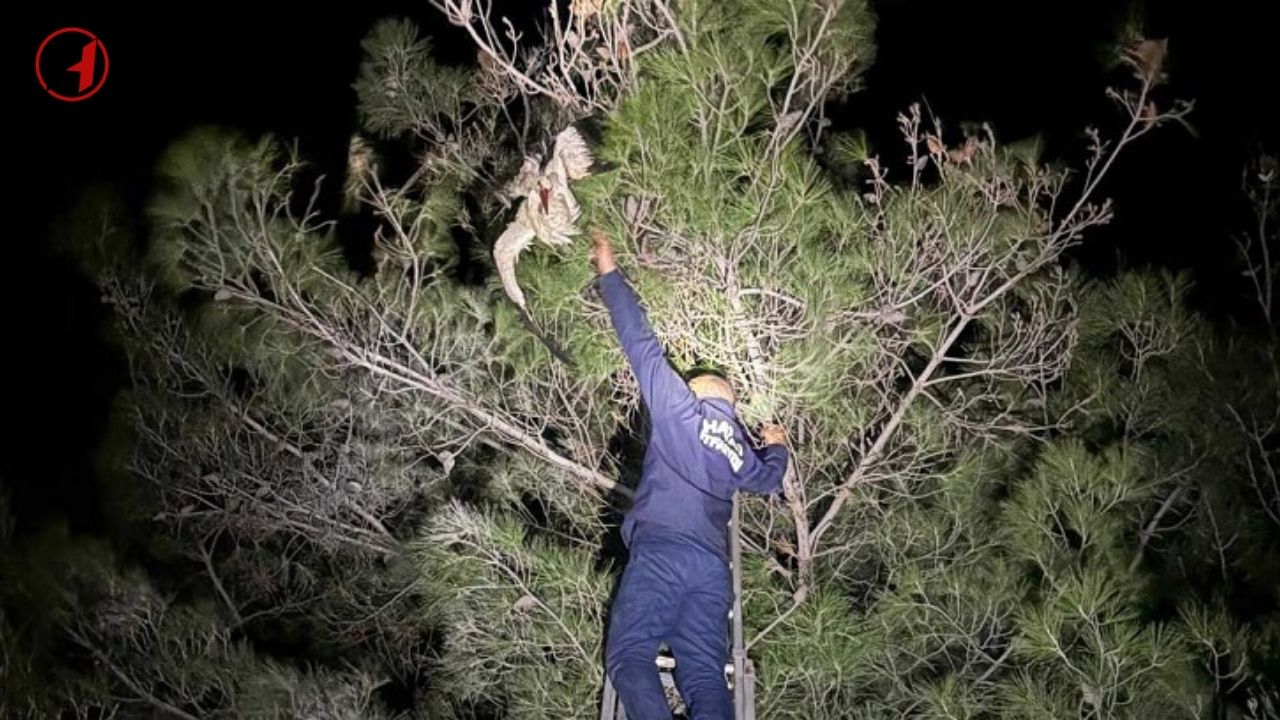 Belen'de İtfaiye Ağaçta Asılı Kalan Leyleği Kurtardı