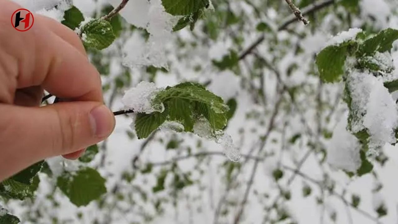 Hatay'da Zirai Don Tehlikesi: Meteoroloji'den Kritik Uyarı!