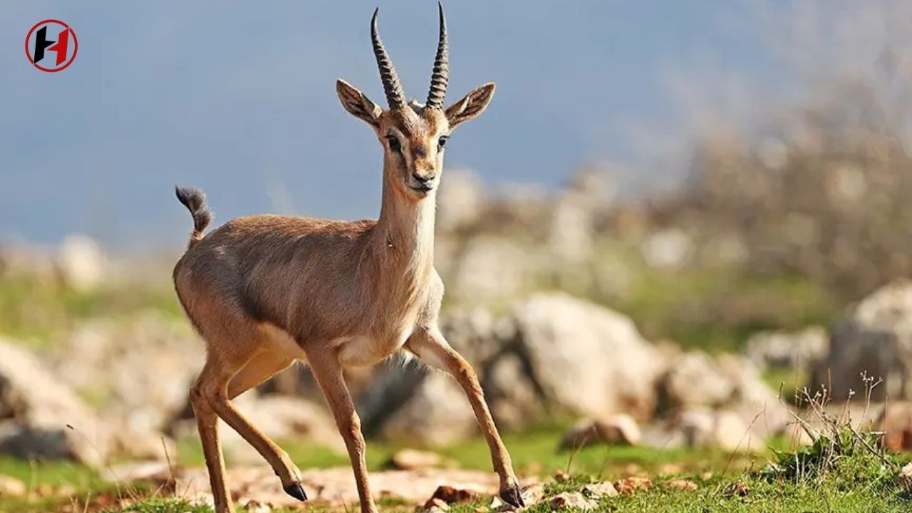 Hatay Dağ Ceylanı İçin Büyük Koruma Hamlesi Başladı