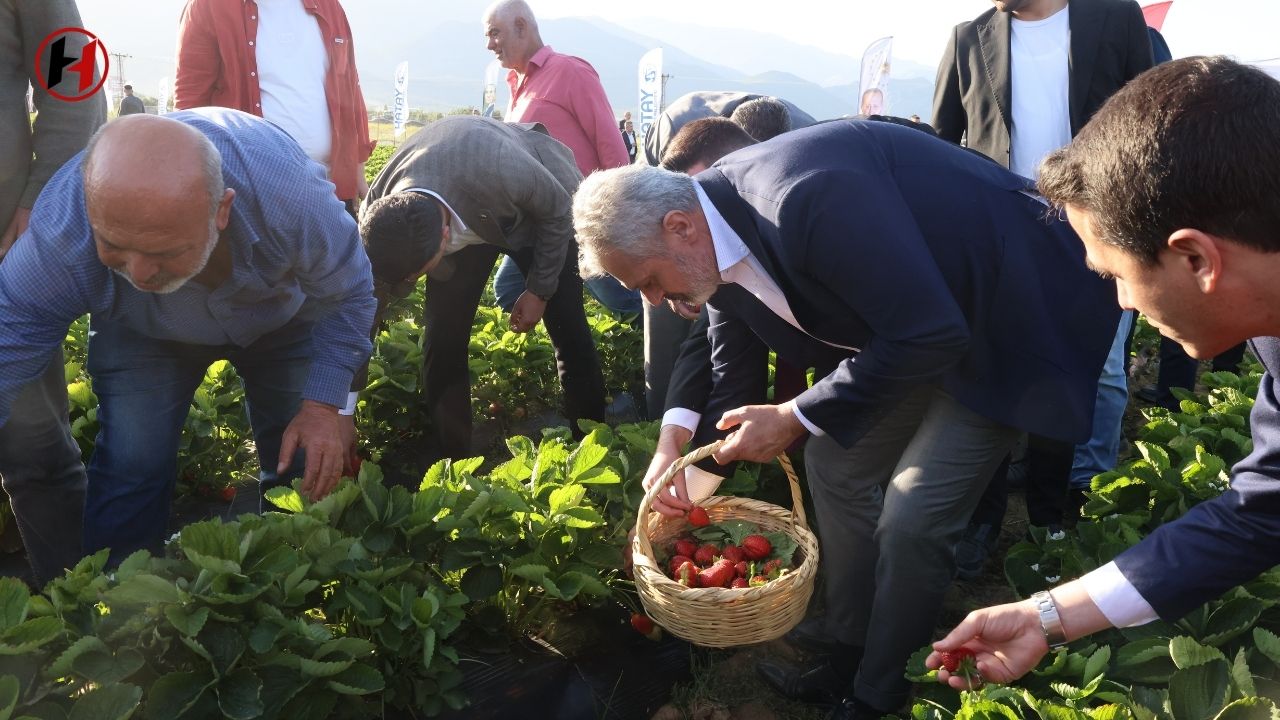 Hatay Kırsalında Çilek Bereketi: Büyükşehir'den Üreticiye Tam Destek