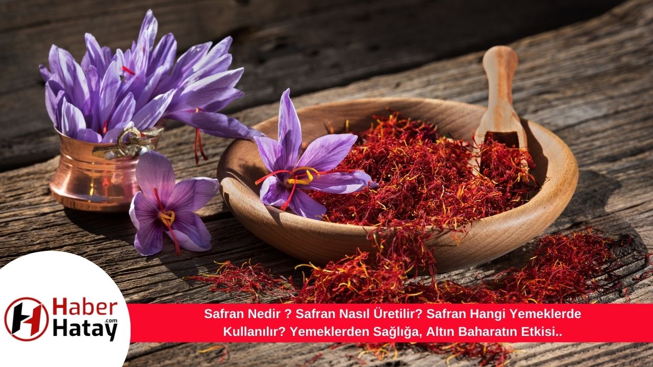 Safran Nedir ? Safran Nasıl Üretilir? Safran Hangi Yemeklerde Kullanılır? Yemeklerden Sağlığa, Altın Baharatın Etkisi..